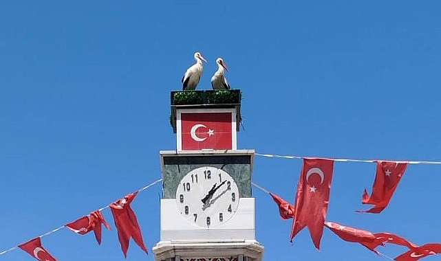 Leylekler İznik'te Yeni Yuva Buldu!