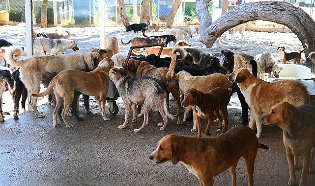 Kemer Belediyesi'nden Sokak Hayvanlarına Destek